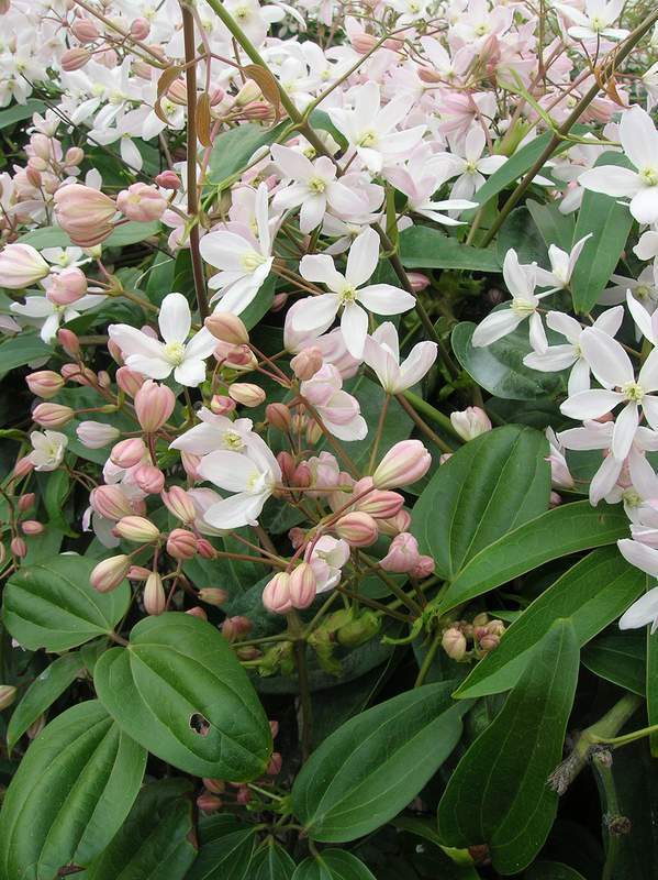 Clématite - CLEMATIS armandii 'Apple Blossom' - Plante grimpante