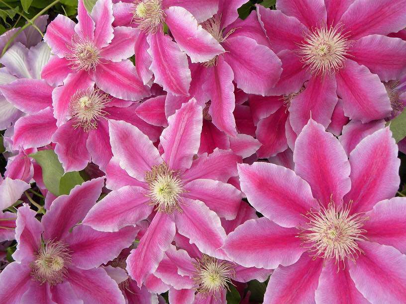 Clématite - CLEMATIS 'Docteur Ruppel' - Plante grimpante