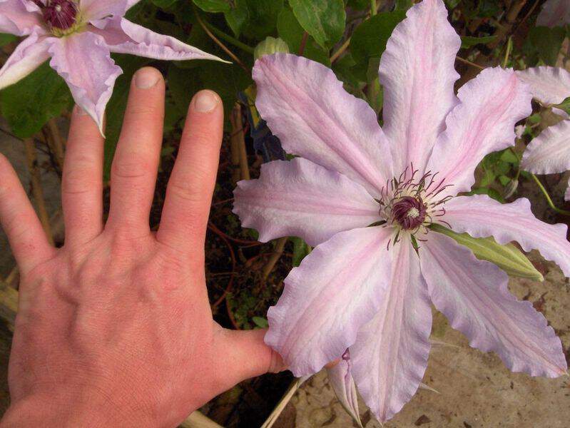 Clématite - CLEMATIS 'Hagley Hybrid' - Plante grimpante