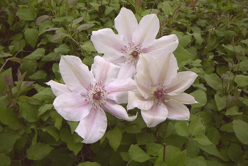 Clématite - CLEMATIS 'Jean-Paul ll' - Plante grimpante