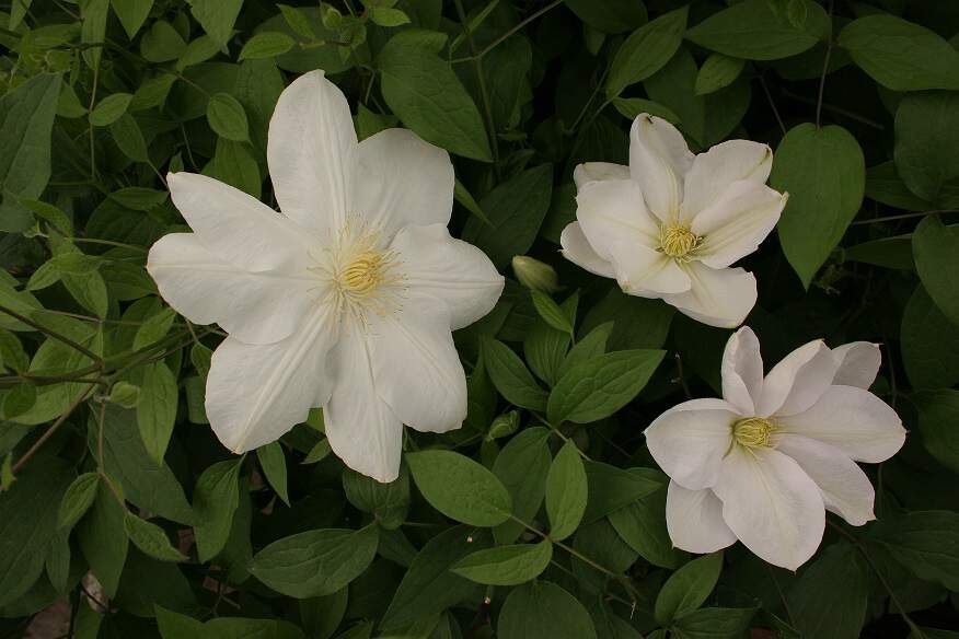 Clématite - CLEMATIS 'Mme Lecoultre' - Plante grimpante