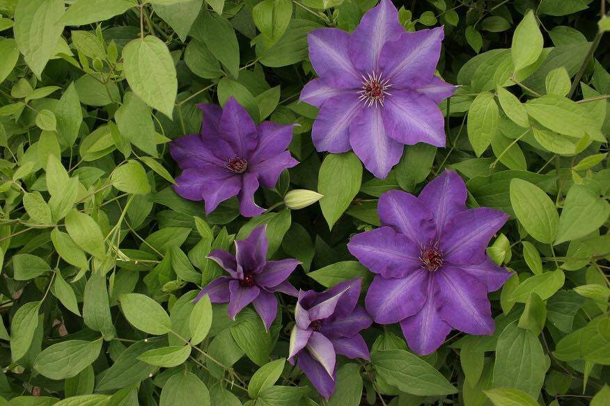 Clématite - CLEMATIS 'The President' - Plante grimpante