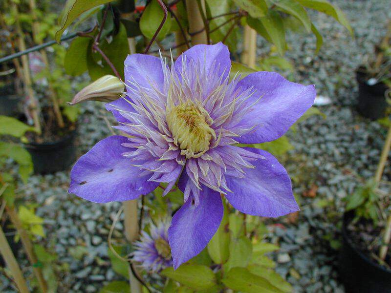 Clématite - CLEMATIS 'Multi blue' - Plante grimpante