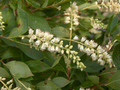 CLETHRA alnifolia Clethra - Arbuste