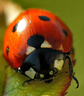 coccinelle