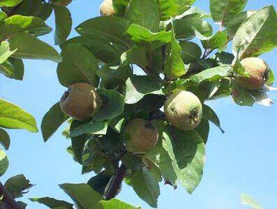 Cydonia oblonga - COGNASSIER 'd'Angers' - Arbre fruitier