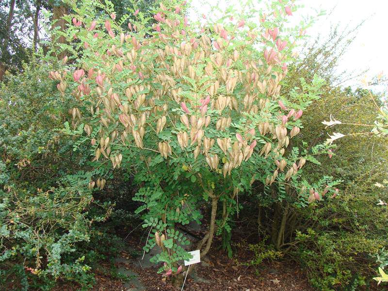 Baguenaudier - COLUTEA arborescens - Arbuste