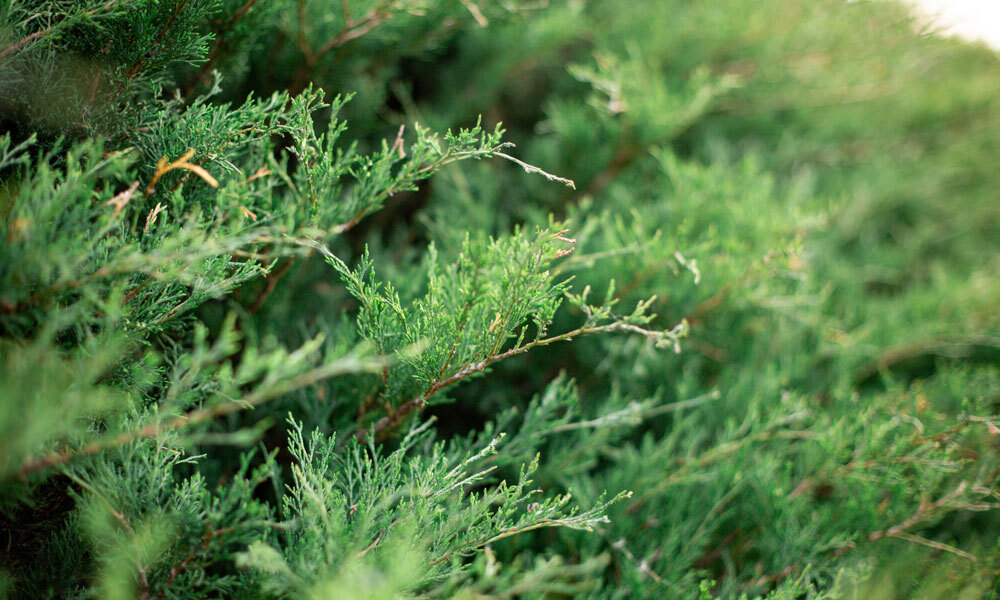 coniferes-nains-feuillage-persistant-pepinieres-bretagne