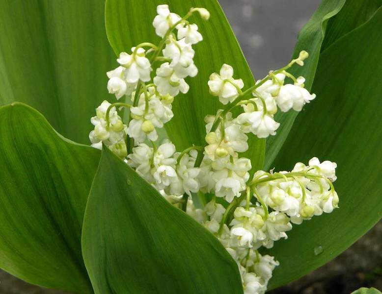 Muguet - CONVALLARIA majalis 'Prolificans' - Arbuste