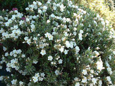 Liseron arbustif - CONVOLVULUS cneorum - Arbuste