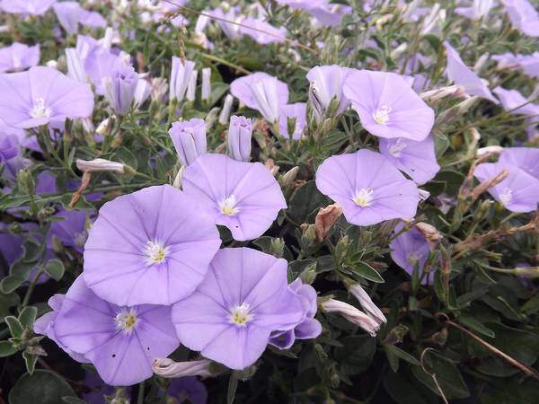 Liseron de Mauritanie - CONVOLVULUS mauritanicus - Arbuste