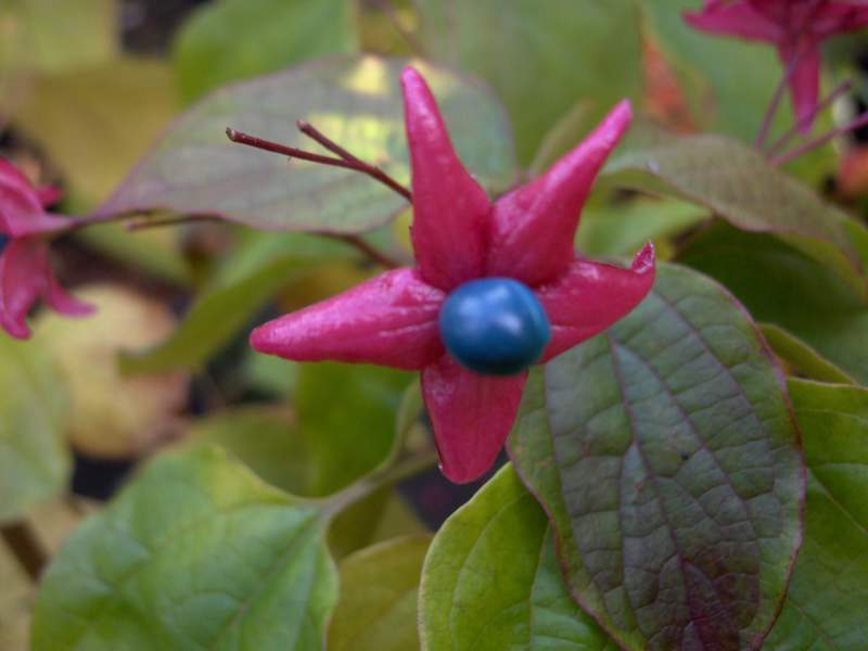 Arbre du clergé - CLERODENDRUM trichotomum 'Fargesii' - Arbuste