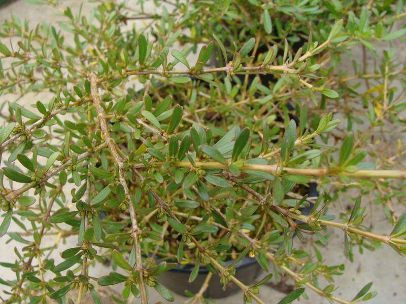 Coprosma - COPROSMA kirkii - Arbuste