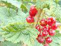 Ribes rubrum - GROSEILLIER à grappe  'Versaillaise rouge' - Arbre fruitier