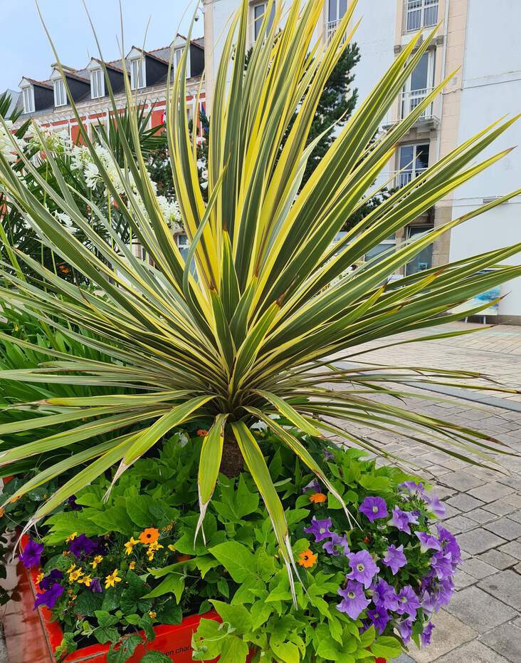 Cordyline - CORDYLINE australis 'Torbay dazzler' - Petit arbre