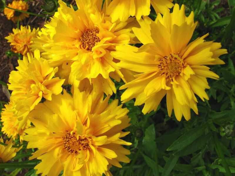 Oeil de jeune fille 'Sunray' - COREOPSIS grandiflora 'Sunray' - Vivace