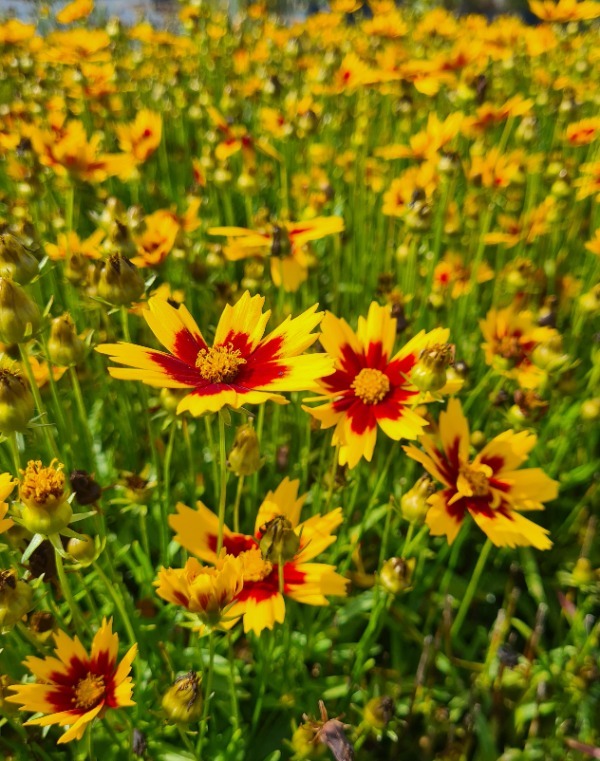 Oeil de jeune fille 'Sunray' - COREOPSIS uptick 'Gold and Bronze' - Vivace