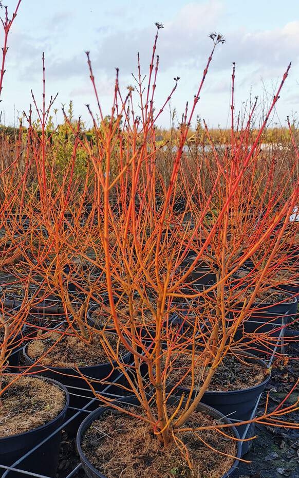 Cornouiller sanguin - CORNUS sanguinea 'Midwinter Fire' - Arbuste