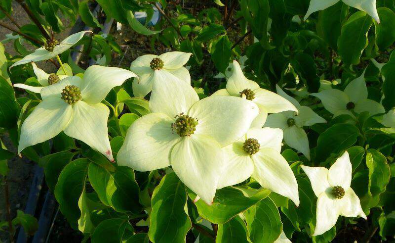 Cornouiller à fleur - CORNUS kousa 'Milky way' - Arbuste