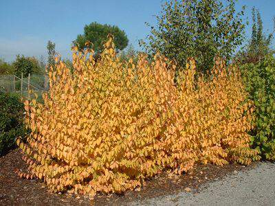 Cornouiller sanguin - CORNUS sanguinea 'Midwinter Fire' - Arbuste