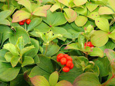 Cornouiller du Canada - CORNUS canadensis - Arbuste