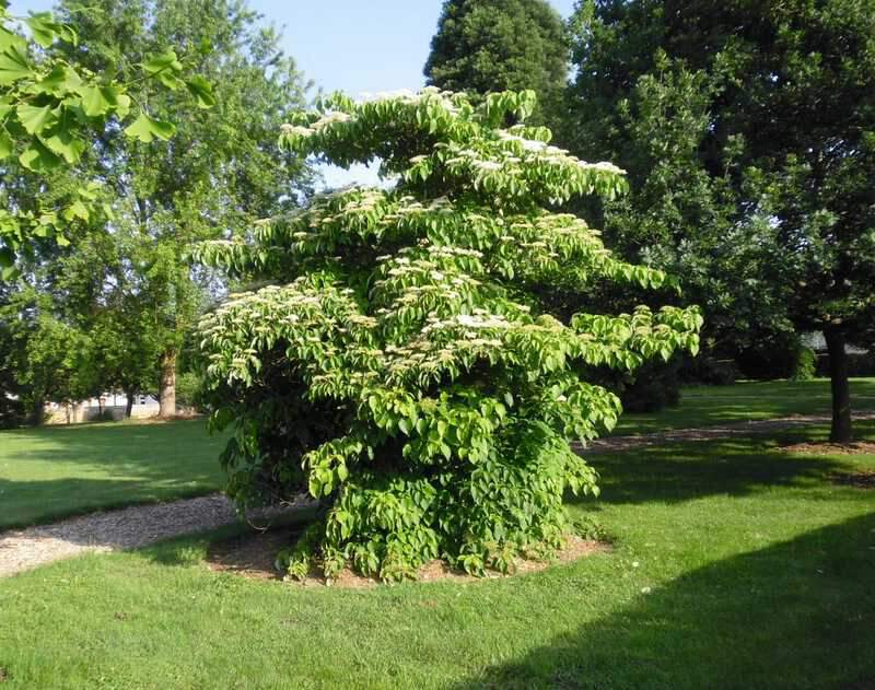 Cornouiller - CORNUS controversa 'Pagoda' - Arbuste