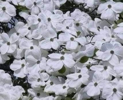 Cornouiller à fleur - CORNUS hybride 'Eddie's white Wonder' - Arbuste