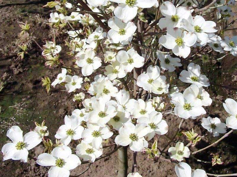 Cornus florida 'Daybreak' fleur