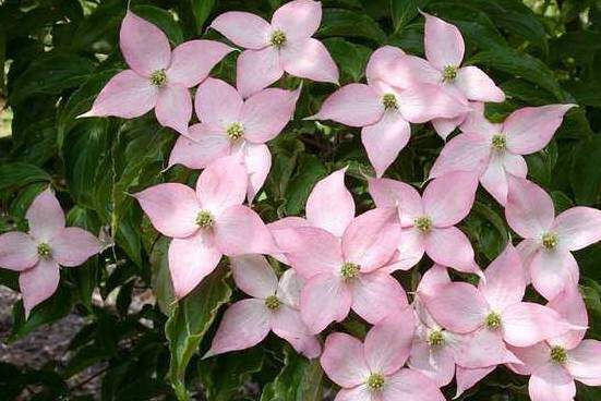 CORNUS kousa 'Beni Fuji' int