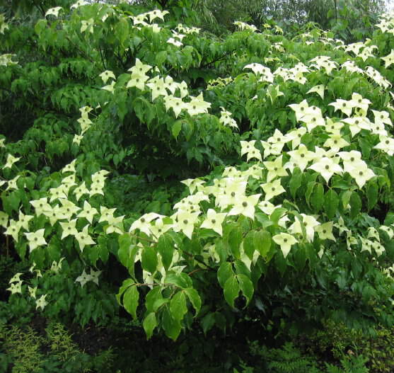 Cornouiller à fleur - CORNUS kousa 'China girl' - Arbuste