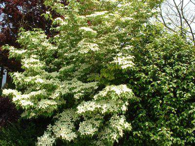 Cornouiller à fleur - CORNUS kousa - Arbuste