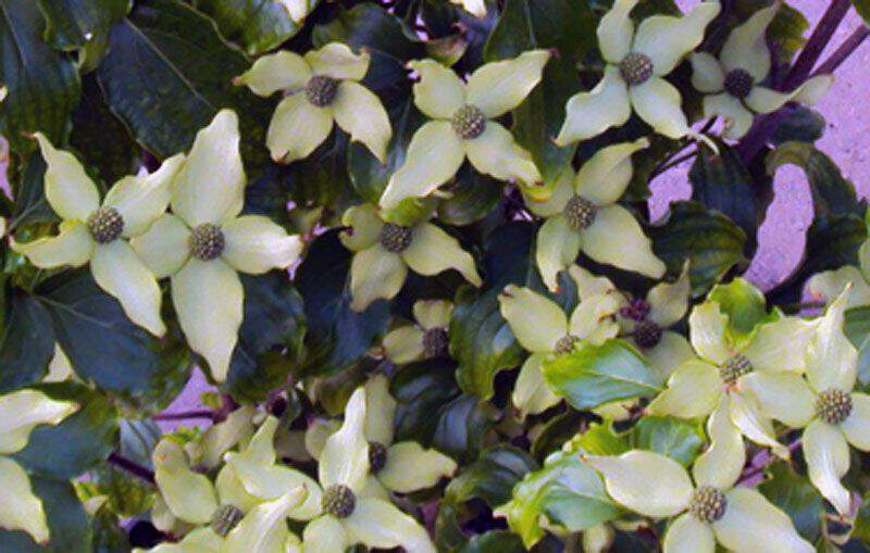 Bois de chien - CORNUS kousa 'Ed Mezzit' - Arbuste