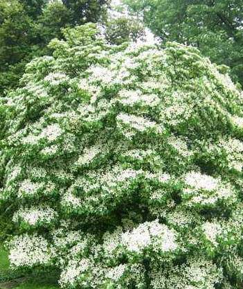 Cornouiller à fleur - CORNUS kousa Milky way - Arbuste