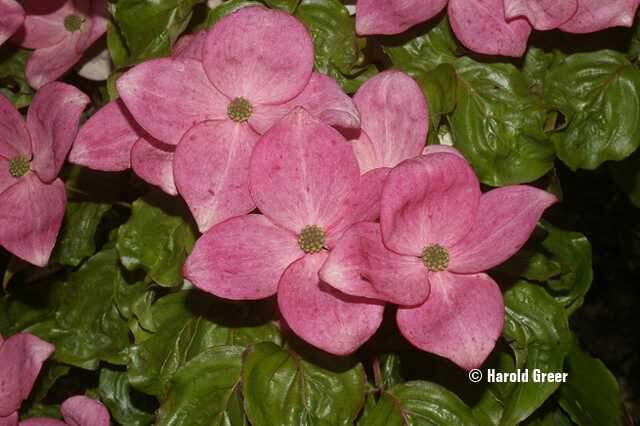 Cornouiller à fleur - CORNUS kousa 'Radiant rose' - Arbuste