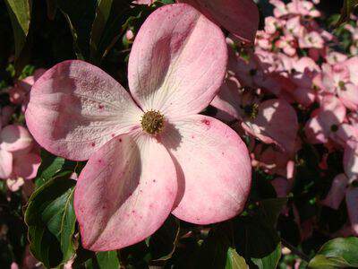 CORNUS kousa Satomy détail