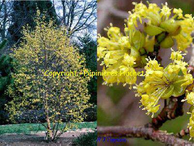 Corbier, cornouiller mâle - CORNUS mas - Arbuste