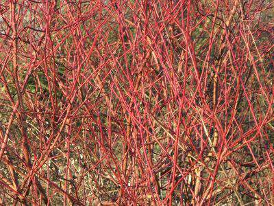 Cornouiller sanguin - CORNUS sanguinea - Arbuste