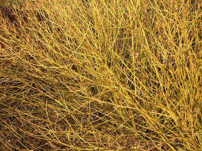 Cornouiller osier - CORNUS stolonifera 'Flaviramea' - Arbuste