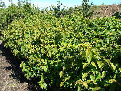 Cornouiller osier - CORNUS stolonifera 'Kelseyi' - Arbuste