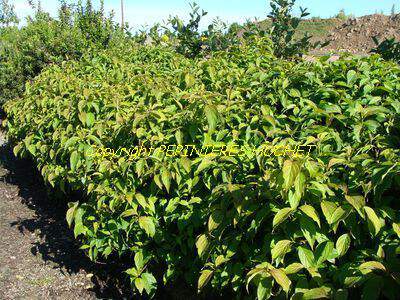 Cornouiller osier - CORNUS stolonifera 'Kelseyi' - Arbuste