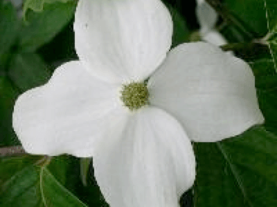 Cornouiller à fleur - CORNUS kousa 'White giant' - Arbuste