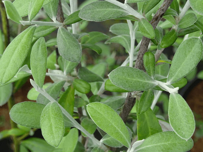 arbre à fleurs - COROKIA virgata 'Red Wonder' - Arbuste