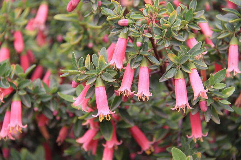 Fuchsia d'Australie - CORREA Dusky bell - Terre de bruyère