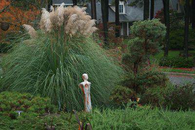 Herbe de la pampa - CORTADERIA selloana 'Pumila' - Graminées