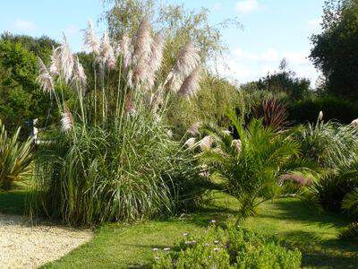 CORTADERIA selloana Rentadleri Herbes de la Pampa - Graminées