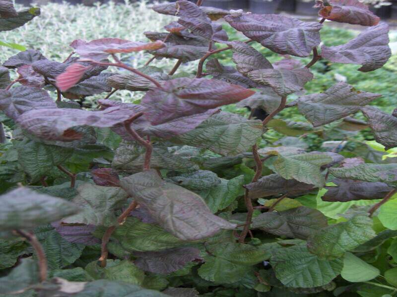 Noisetier tortueux - CORYLUS avellana 'Red majestic®' - Arbuste