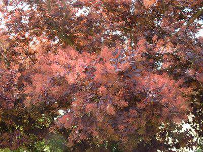 Arbre à perruques - COTINUS coggygria 'Royal purple' - Arbuste