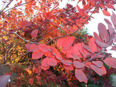 Arbre à perruques - COTINUS dummeri 'Grace' - Arbuste