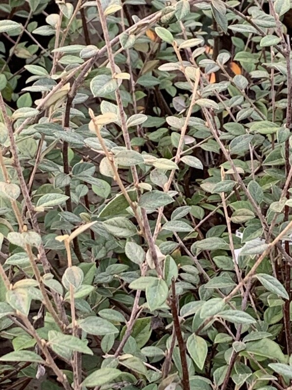 Cotoneaster - COTONEASTER franchetii - Arbuste