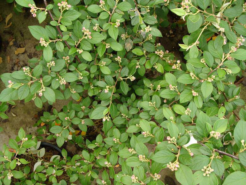 Cotoneaster - COTONEASTER franchetii - Arbuste